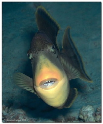 Yellowmargin triggerfish attacking the photographer. by Reinhard Arndt 